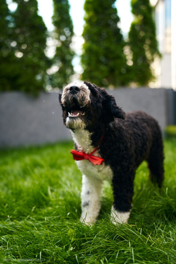 Šeimininko ir Šuns fotosesija studijoje, Augintinio šuns fotosesija foto studijoje, Vilnius, Pilaitė, Pilaitėje. Spanish Water Dog, Ispanų vandens šuo, Fotografas: Dovydas Gaidamavičius © www.DovydasGaidamavicius.lt @DGaidamavicius Dog photoshoot in Vilnius Lithuania Pilaite PhotoStudio